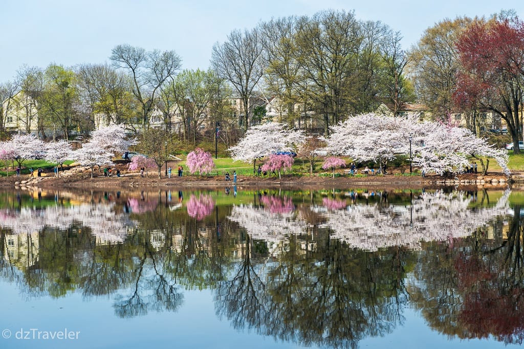 Cherry Blossom in Branch Brook Park||||Cherry Blossom