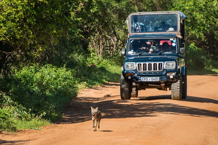Safari in Yala National Park