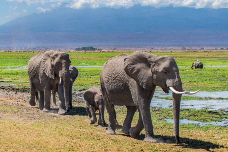 Amboseli national park