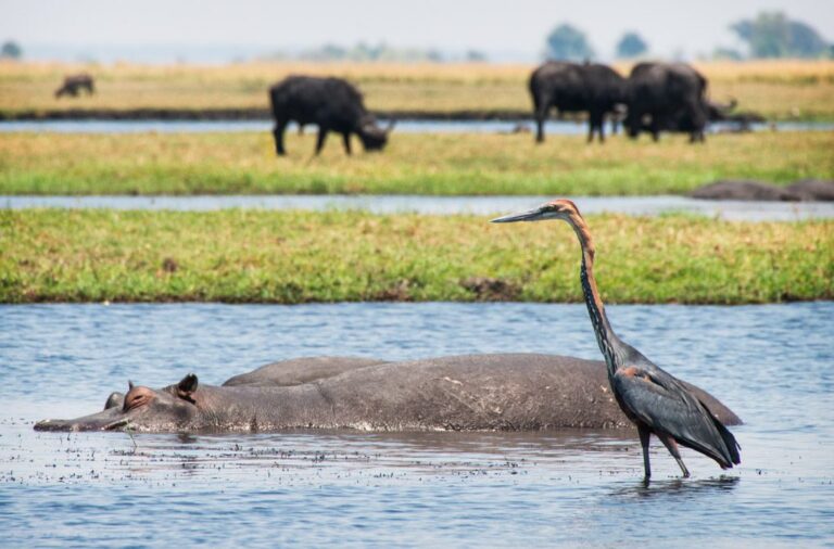 Chobe National Park