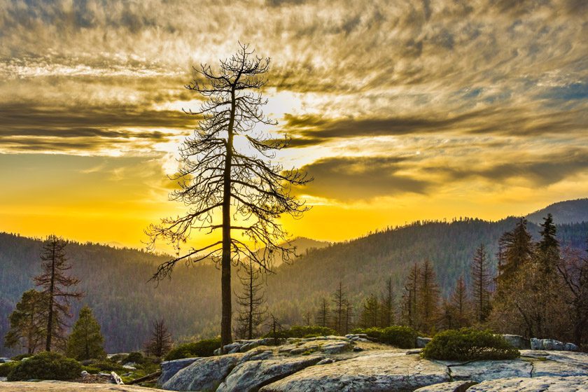 The huge General Sherman Tree in the park|||morro rock|fallen sequoia tree||Sequoia trees||sequoia tree|sequoia tree||twin brothers in sequoia|Sequoia Trees|Hospital Rock||SEQUOIA NATIONAL PARK|sequoia-national-park|3 lanes of a highway
